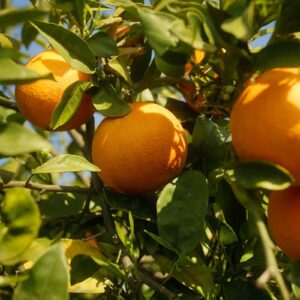 Orangen